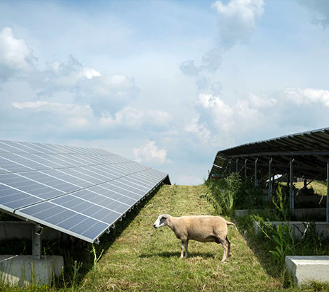 Ovelhas comendo plantas de mostarda na fazenda solar em Gelderland, Holanda